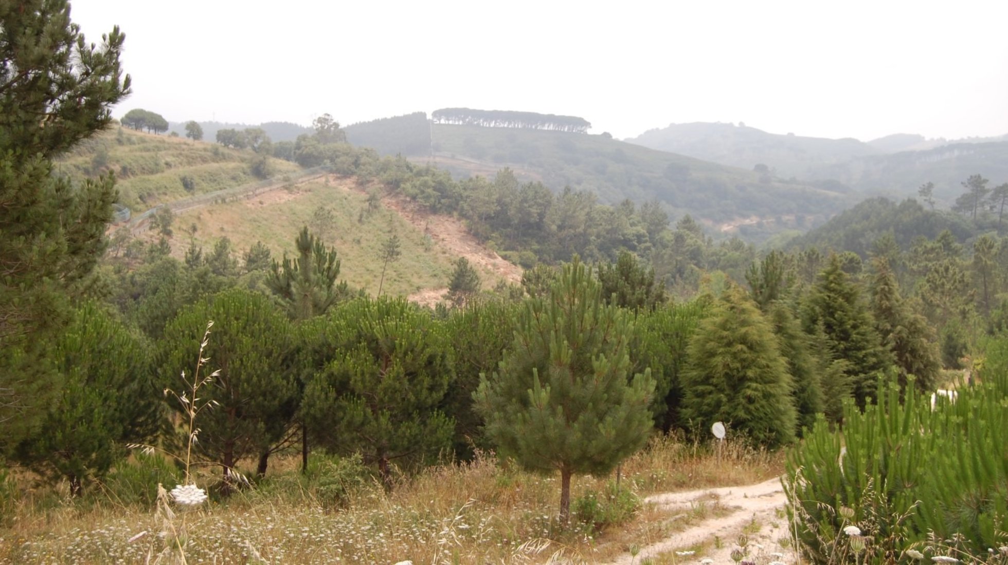 Iberian Wolf Recovery Center